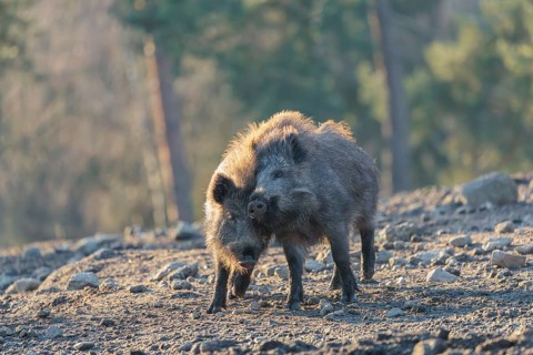 Two young wild boars (Sus scrofa) play fighting and dominance on a frozen field on a sunny day. A