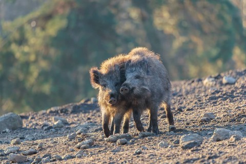 Two young wild boars (Sus scrofa) play fighting and dominance on a frozen field on a sunny day. A