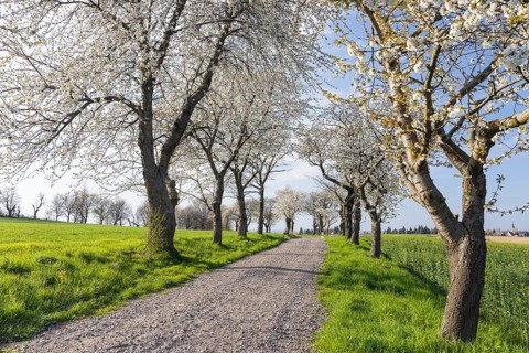 Old cherry tree avenue (Prunus) in bloom, Klipphausen, Saxony, Germany, Europe