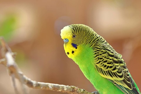 Budgerigar (Melopsittacus undulatus), adult, natural colours, on a branch, portrait, animal