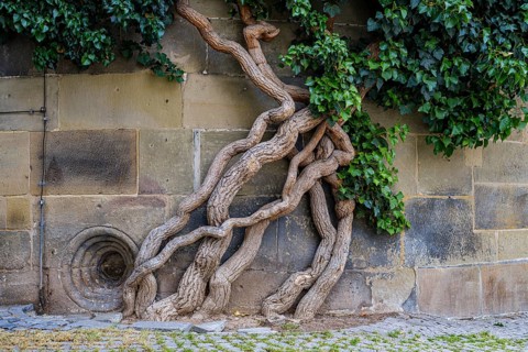 Common ivy, Hedera helix, growing on the outer wall of the Old Palace, Stuttgart,