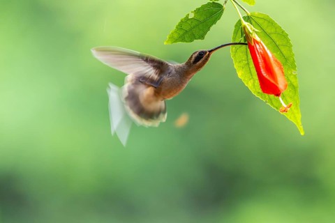 Long-billed Shadow Hummingbird (Phaethornis longirostris), Hummingbird (Trochilidae), Swiftbirds
