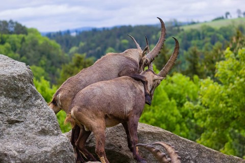 Two young male ibex (Capra ibex) playfight on rocks