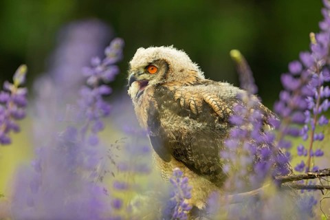 One young Eurasian Eagle Owl, Bubo bubo, sitting on a twig between lupines growing on a meadow