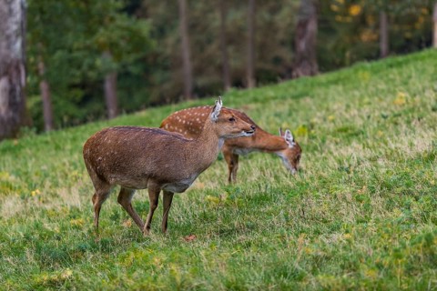 Two female Manchurian sika deer or Dybowski's sika deer (Cervus nippon mantchuricus or Cervus