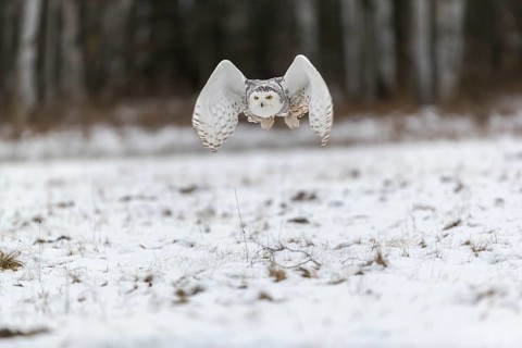 One snowy owl, Bubo scandiacus, Bubo scandiaca, Nyctea scandiaca flying over a snowy meadow with a