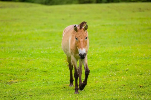 A Przewalski's horse (Equus ferus przewalskii or Equus przewalskii), walks across a paddock