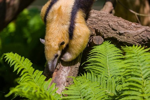 A southern tamandua (Tamandua tetradactyla), climbs down a tree in a forest