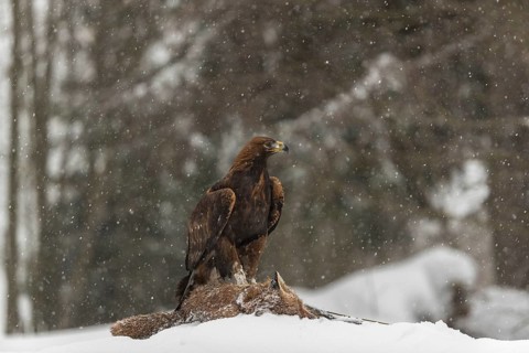 One golden eagle (Aquila chrysaetos) sitting on a carcass of a red fox on a snowy meadow during