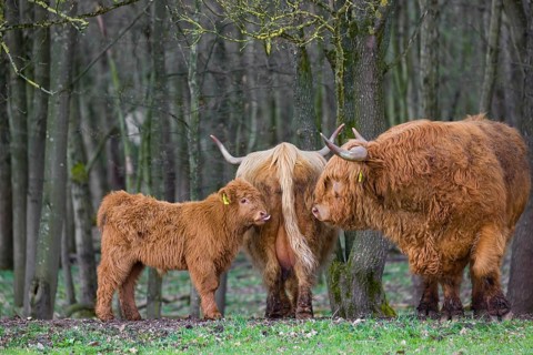 Different interests. A family of Highlands (Bos (primigenius), a bull, a cow and a calf stand at a
