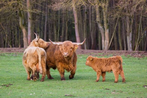 A family of Highlands (Bos (primigenius), a bull, a cow and a calf stand on a pasture at a forest