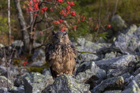 One Eurasian Eagle Owl, Bubo bubo, sitting on grey rocks, a bush with red berries in the background