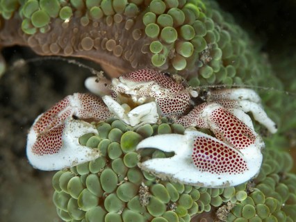 Crab with conspicuous pattern, spotted porcelain crab (Neopetrolisthes maculatus), on a green sea