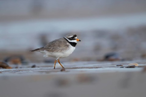 Ringed plover (Charadrius hiaticula) adult wading bird on a beach in summer, England, United
