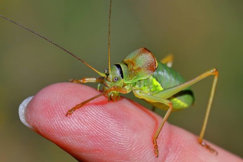 Steppe saddle grasshopper, Steppe saddle grasshopper (Ephippiger ephippiger), male, in a vineyard,