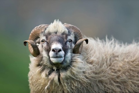 Sheep ram with round horns, sheep, Mykines, Útoyggjar, Faroe Islands, Denmark, Europe