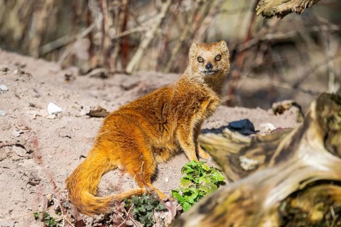 Yellow mongoose (Cynictis penicillata), in the dessert on a sunny day, captive