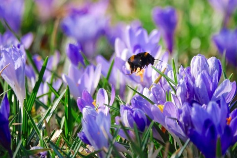 Bumblebee, crocus flower, early March, Germany, Europe