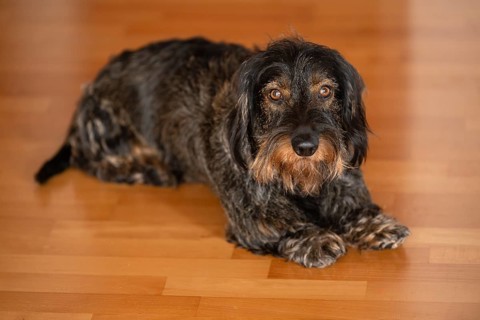 Rough-haired dachshund, male, lying on parquet floor, Stuttgart, Baden-Württemberg, Germany, Europe