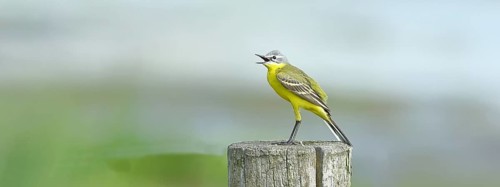 Yellow wagtail (Motacilla flava), singing on a pasture fence post, Dümmer, Lake Dümmer, Ochsenmoor,