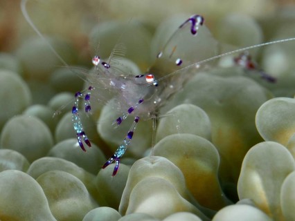 Saravati anemone partner shrimp (Ancylomenes sarasvati), partner shrimp, moves on greenish