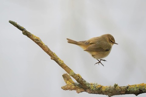 A chiffchaff (Phylloscopus collybita) hovering over a lichen-covered branch in a natural