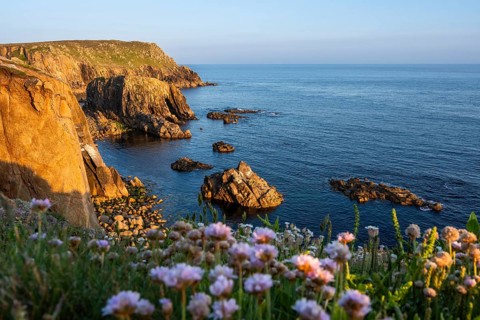 Coastal landscape at Land's End. In the foreground, flowering sea carnations (Armeria maritima) .
