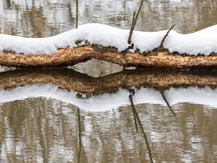 European beaver (Castor fibre), feeding marks on a tree trunk, Saale, winter, Upper Franconia,