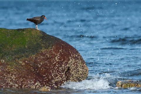 Cliff oystercatcher (Haematopus bachmani), sitting on a rock on the Pacific coast, British