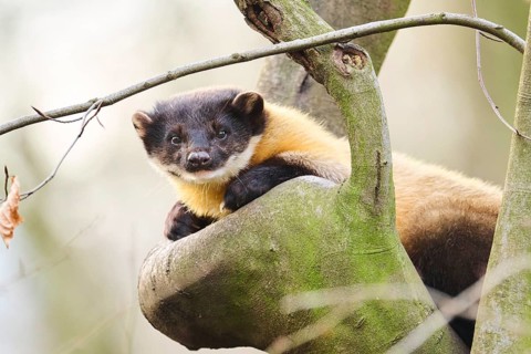 Yellow-throated marten (Martes flavigula) on a branch, Germany, Europe