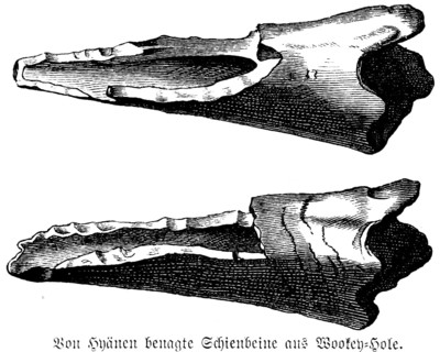 Hyena gnawed tibia from Wookey Hole Caves, County Somerset, limestone cave, leg bones, biology,