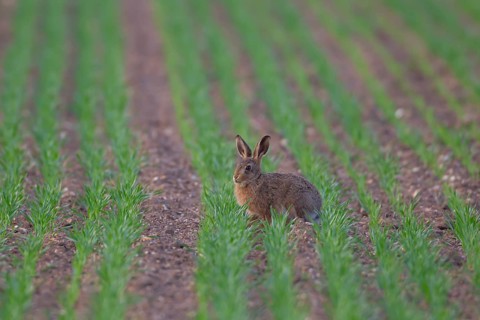 European brown hare (Lepus europaeus) juvenile baby leveret animal feeding in a farmland cereal