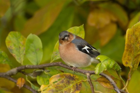 Eurasian chaffinch (Fringilla coelebs) adult male bird on a garden Magnolia tree with autumn colour
