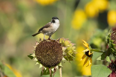 Marsh tit (Poecile palustris) adult bird on a garden sunflower plant seedhead in summer, England,