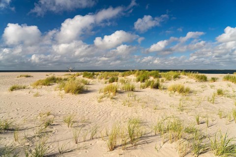 Dune landscape on the coast of Ellenbogen near List, island of Sylt, district of North Friesland,