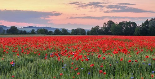 Field of corn poppies, in the background the Lindenberg at sunset, Merenschwand, Freiamt, Canton