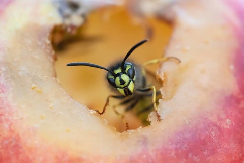 Common wasp (Vespula vulgaris) adult insect on fallen fruit in a garden in summer, England, United