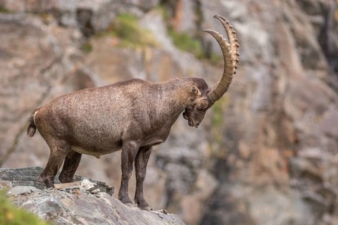 Ibex (Capra ibex) in the rocky mountains of the Italian Alps in the Gran Paradiso National Park.