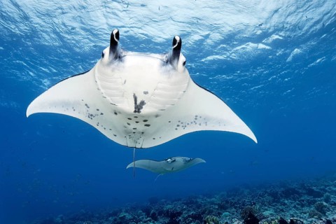 Reef Manta (Manta alfredi), two, from below, swimming over coral reef, Tuamotu Archipelago, French