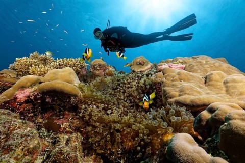 Dive swims over coral reef in the backlight of the sun and observes Amphiprion pacificus