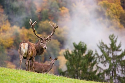 A red deer stag (Cervus elaphus) and a hind are standing in a meadow in hilly terrain. A forest