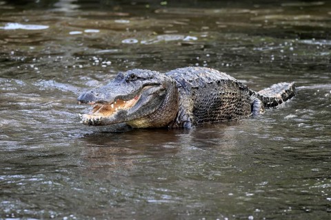 Mississippi Alligator (Alligator mississippiensis), pike alligator, adult, male, in water,