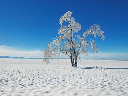 Tree in hoarfrost, Schlatt, Canton Lucerne, Switzerland, Europe
