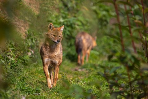One golden jackal (Canis aureus) walking through dense green vegetation