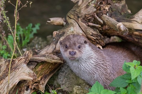 One Eurasian otter (Lutra lutra) resting on the pebbles of a river bank underneath a root of a