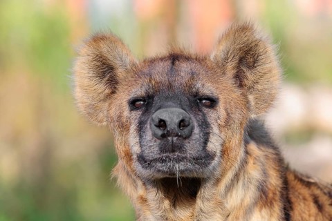 Portrait of a Spotted Hyena (Crocuta crocuta), or Laughing Hyena in beautiful light