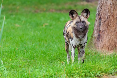 An African wild dog, Lycaon pictus, stands in a green meadow