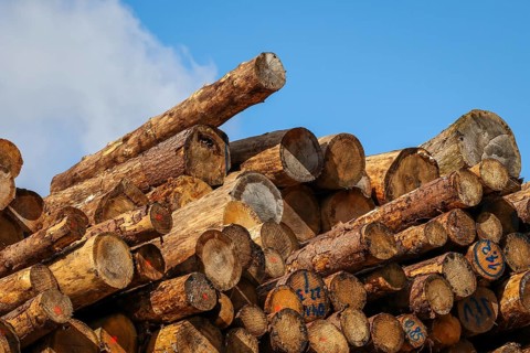 Duisburg, North Rhine-Westphalia, Germany, timber yard, logs stored for export in the Port of