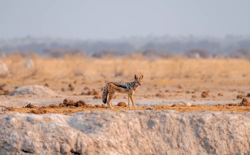 Black-backed jackal (Canis mesomelas) at a waterhole, Nxai Pan National Park, Botswana, Africa