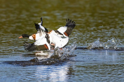 Common Shelduck, Tadorna tadorna birds in fight on water